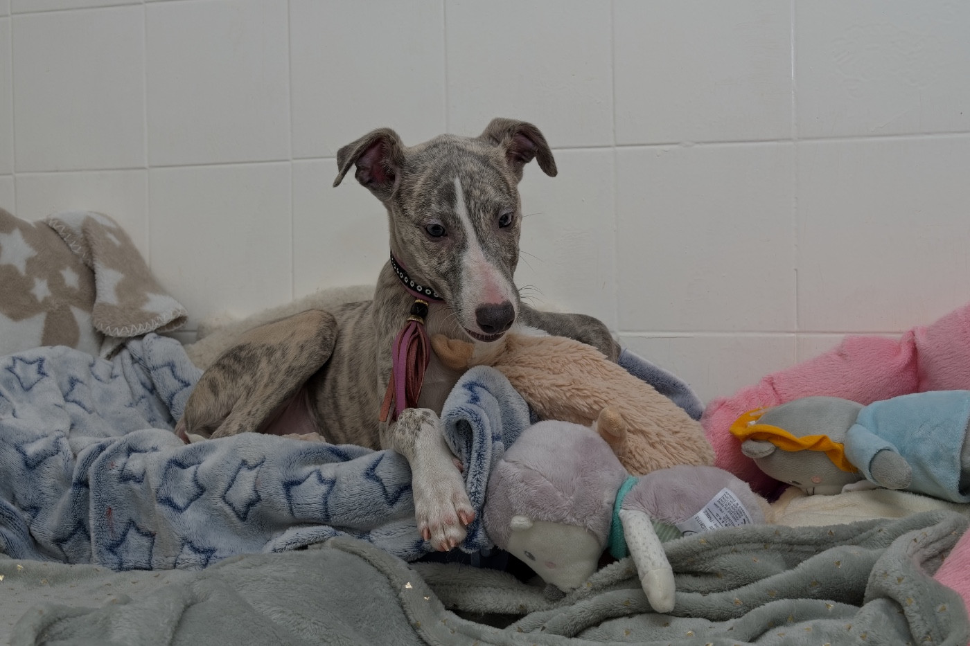 du Cèdre Enchanté - Chiots disponibles - Whippet