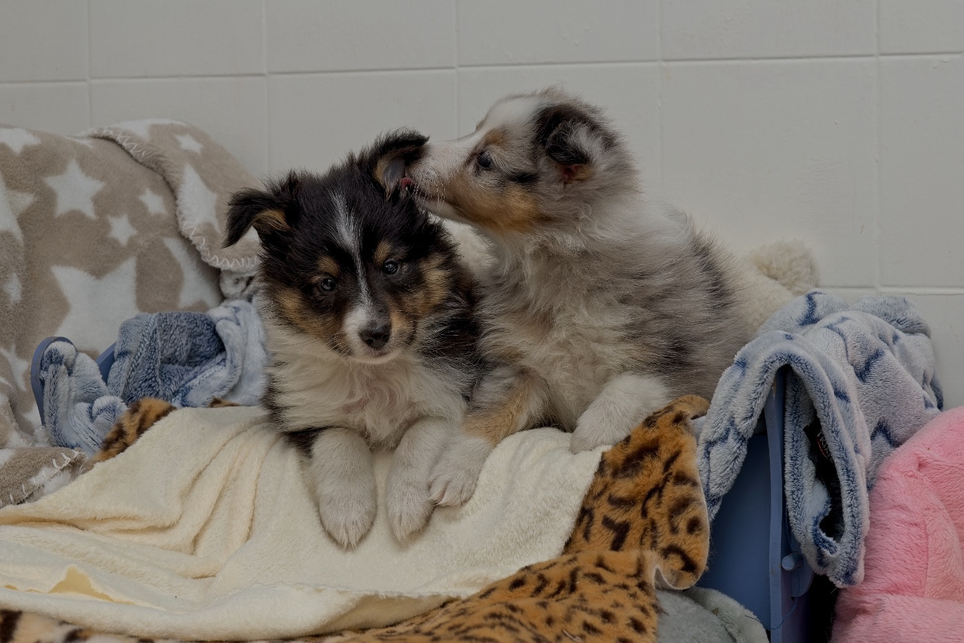 du Cèdre Enchanté - Chiots disponibles - Shetland Sheepdog