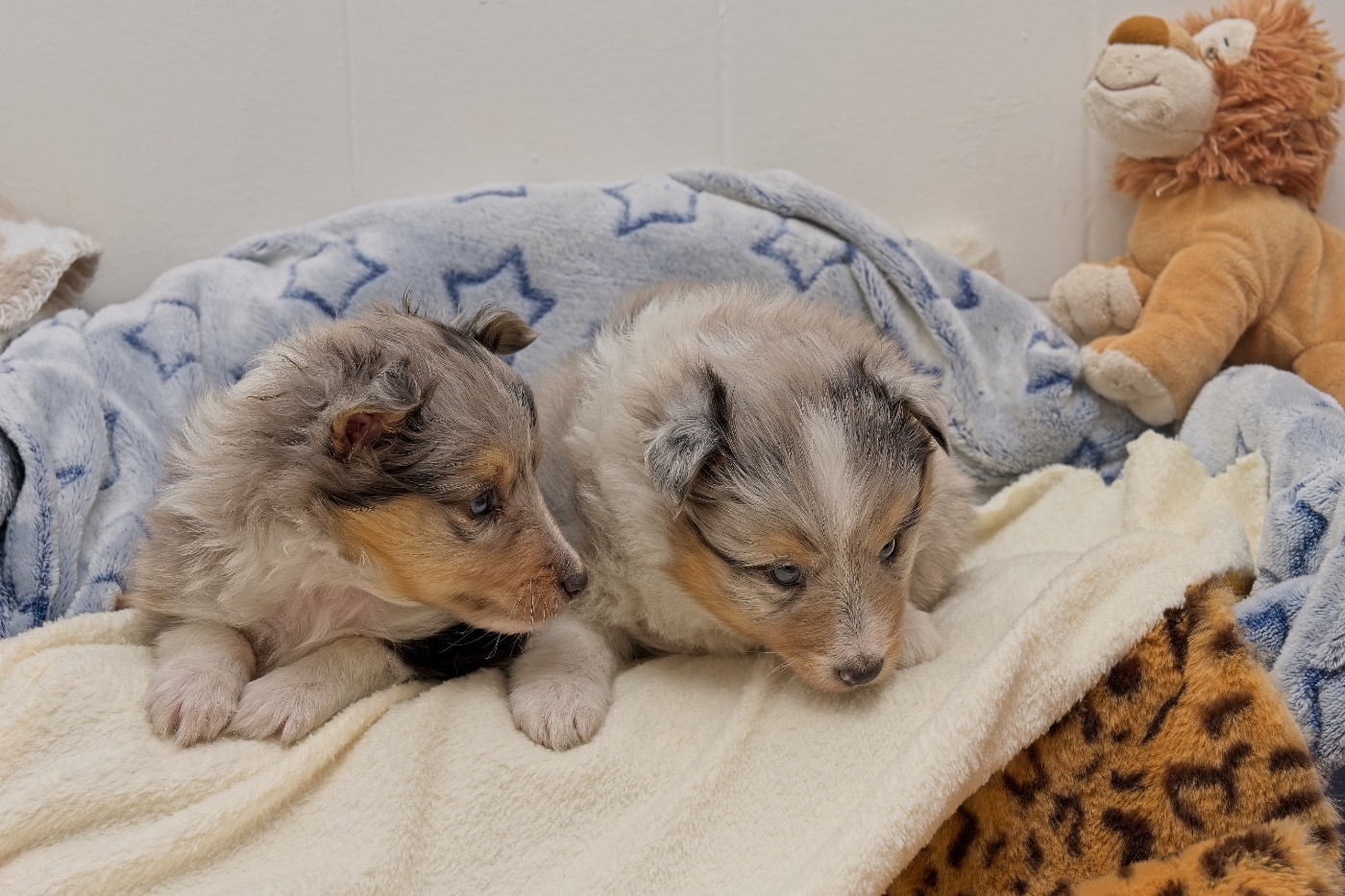 du Cèdre Enchanté - Chiots disponibles - Shetland Sheepdog