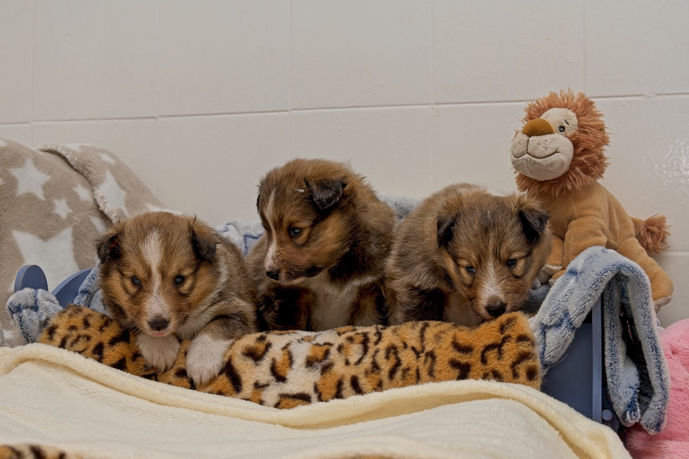 du Cèdre Enchanté - Chiots disponibles - Shetland Sheepdog