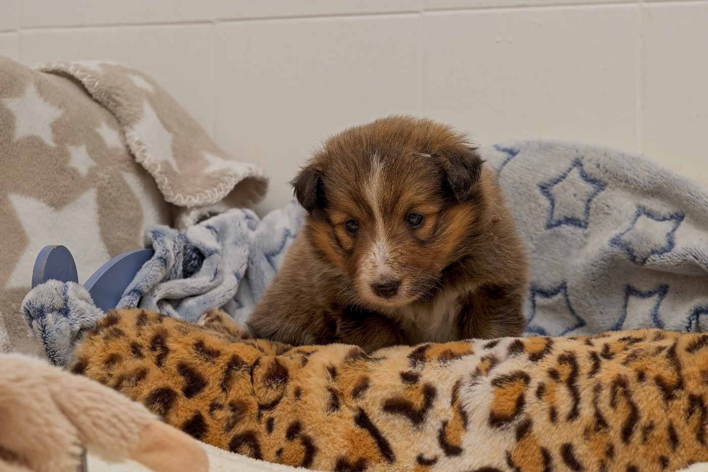 du Cèdre Enchanté - Chiots disponibles - Shetland Sheepdog