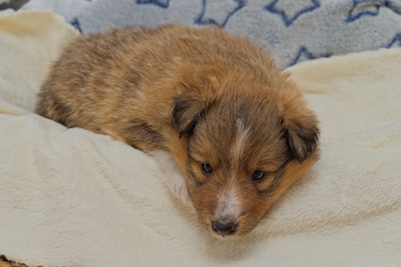 du Cèdre Enchanté - Chiots disponibles - Shetland Sheepdog