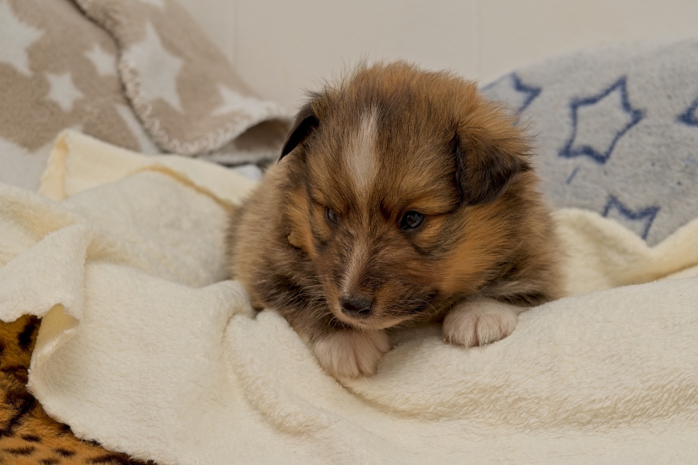 du Cèdre Enchanté - Chiots disponibles - Shetland Sheepdog