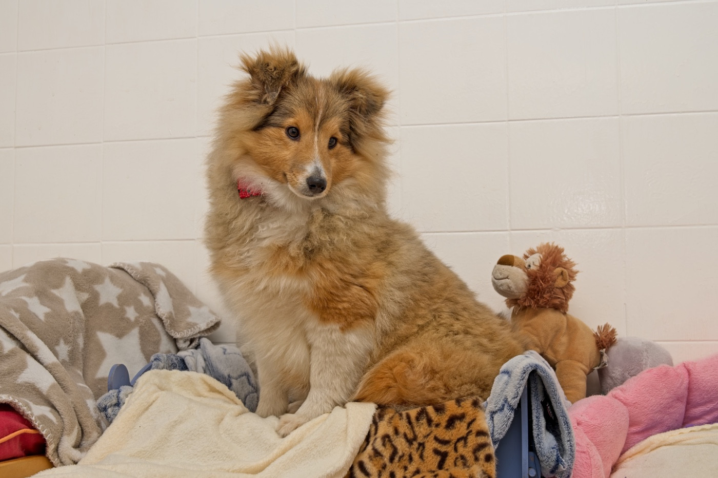 Elevage du Cedre Enchante