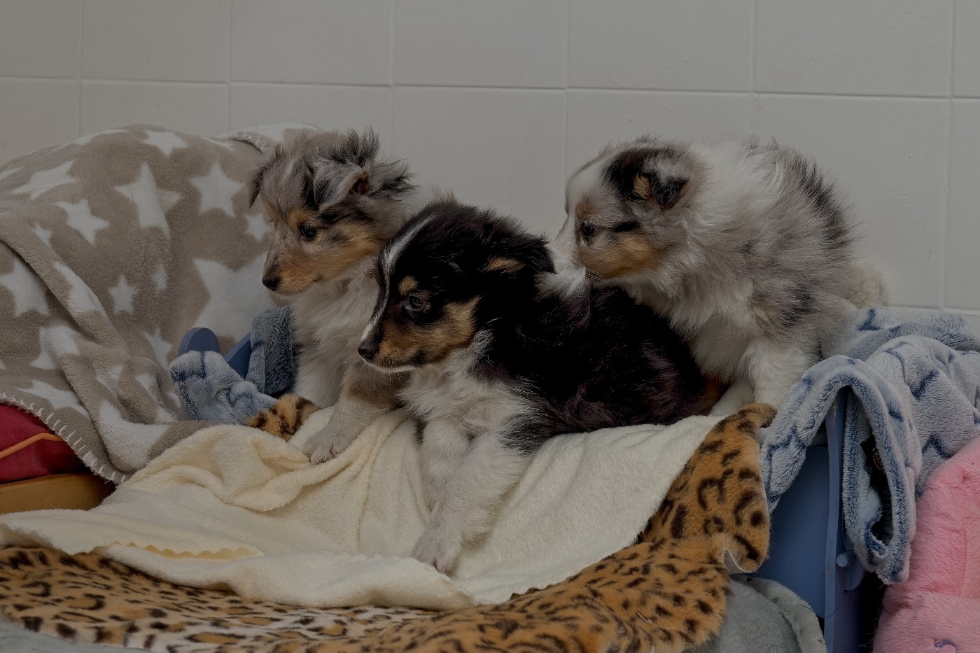 Chiot Shetland Sheepdog du Cèdre Enchanté