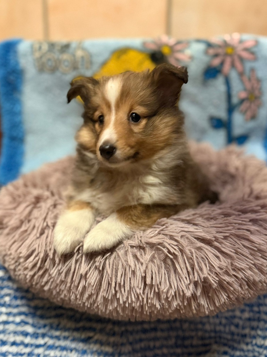 du Cèdre Enchanté - Chiots disponibles - Shetland Sheepdog