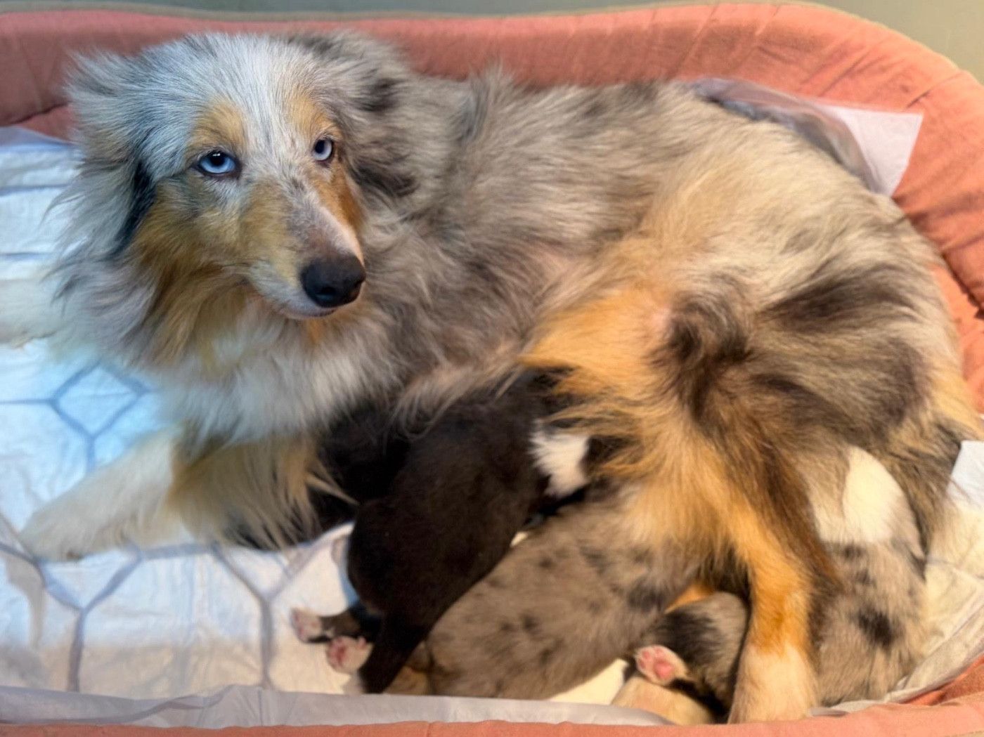 Chiot Shetland Sheepdog du Cèdre Enchanté