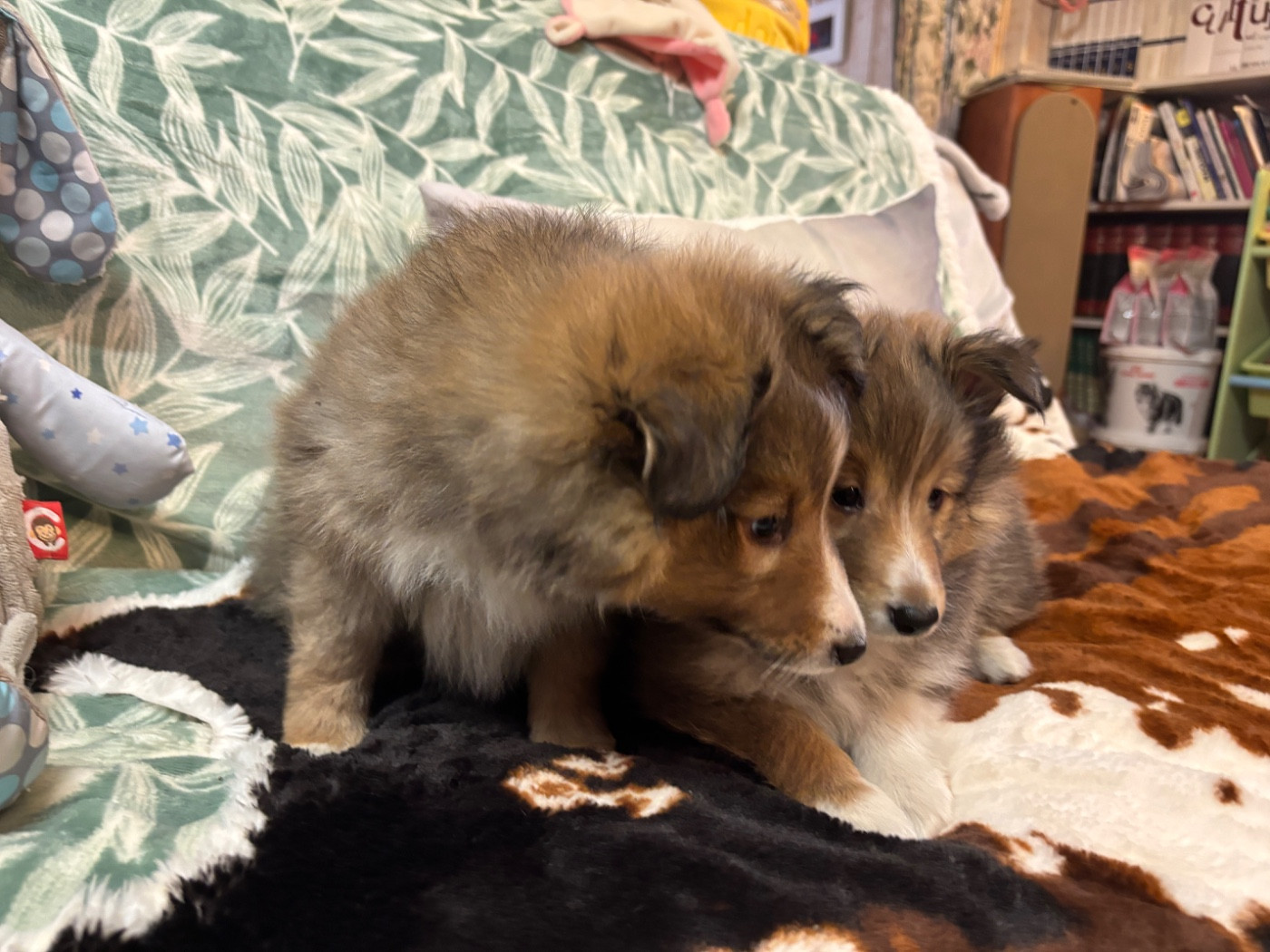 du Cèdre Enchanté - Chiots disponibles - Shetland Sheepdog