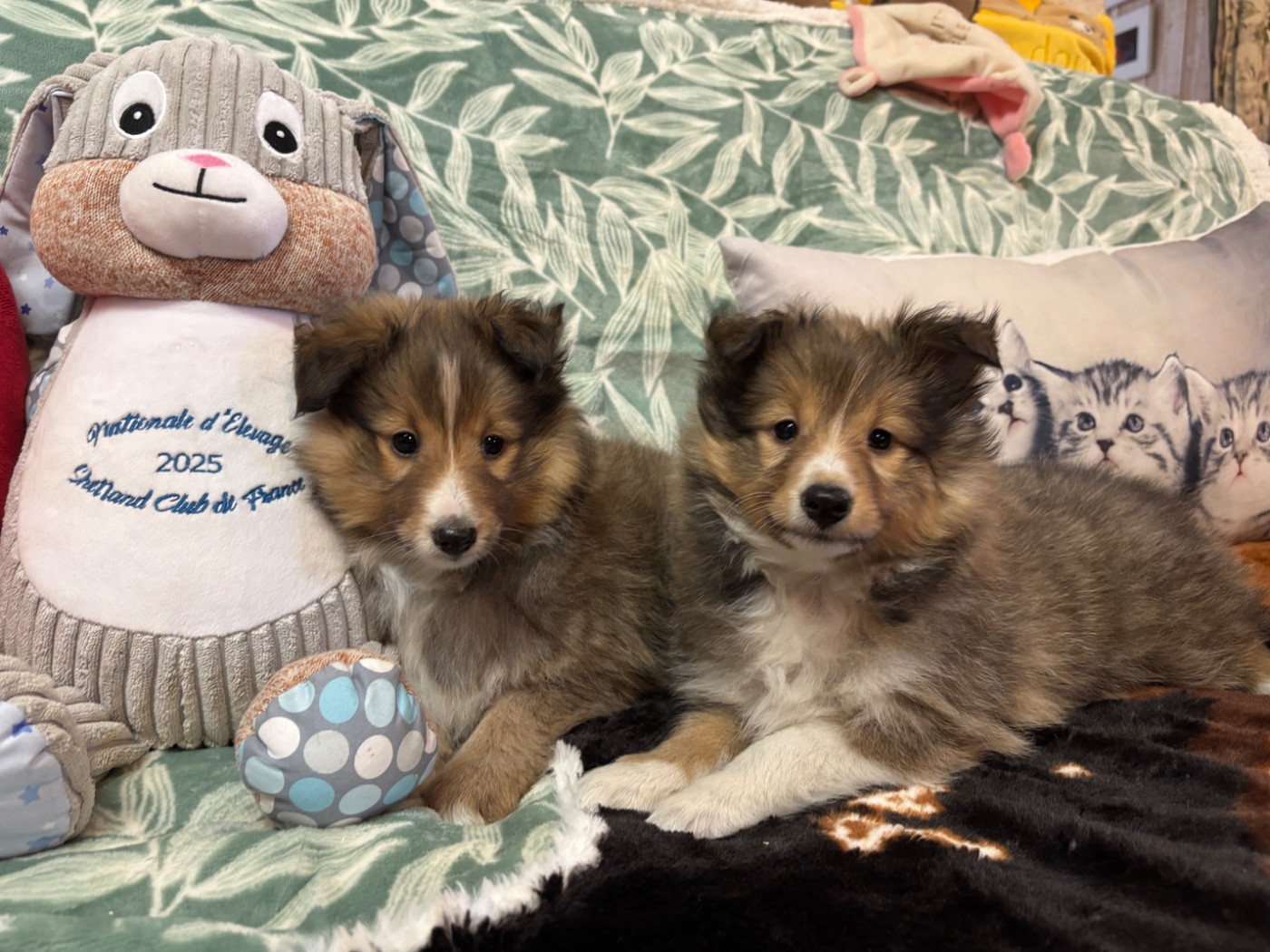 du Cèdre Enchanté - Shetland Sheepdog - Portée née le 13/11/2025