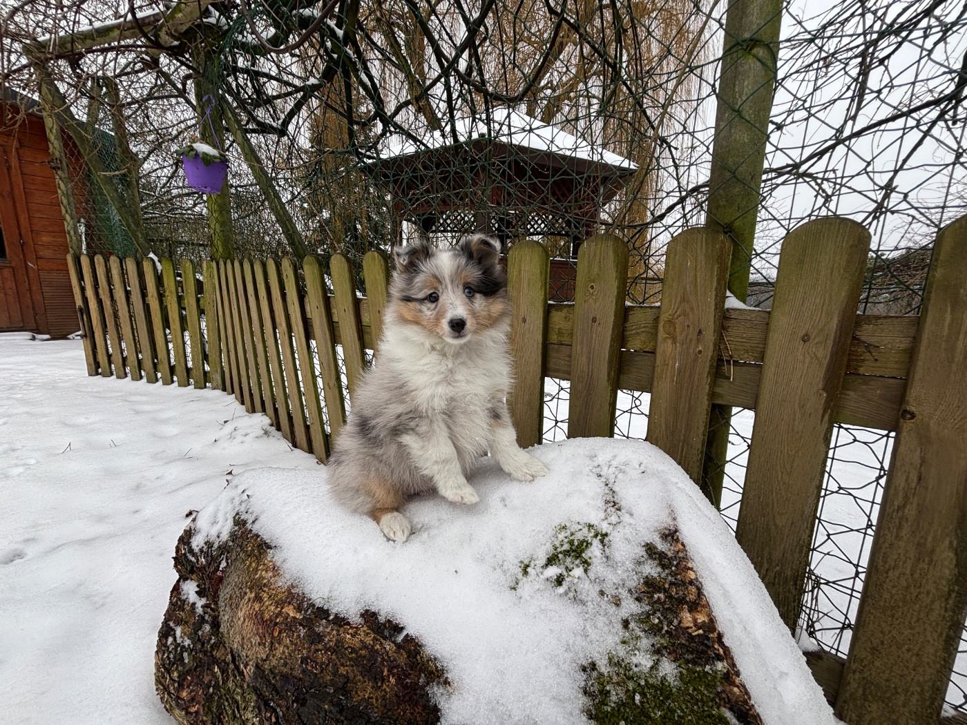 du Cèdre Enchanté - Chiots disponibles - Shetland Sheepdog