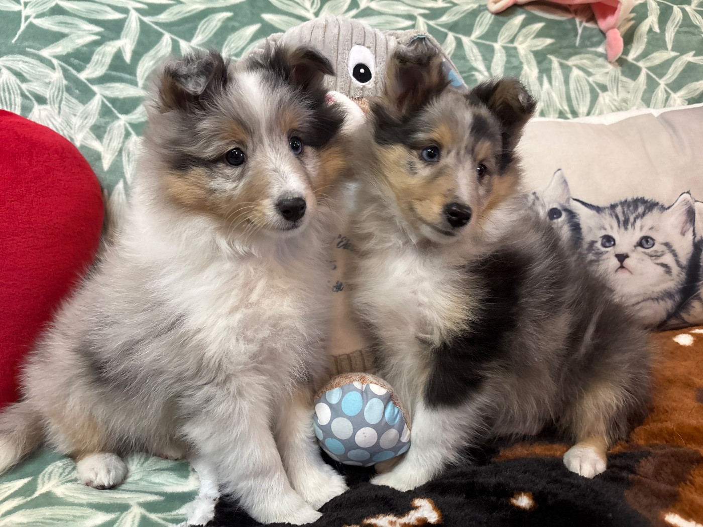 du Cèdre Enchanté - Shetland Sheepdog - Portée née le 10/11/2025