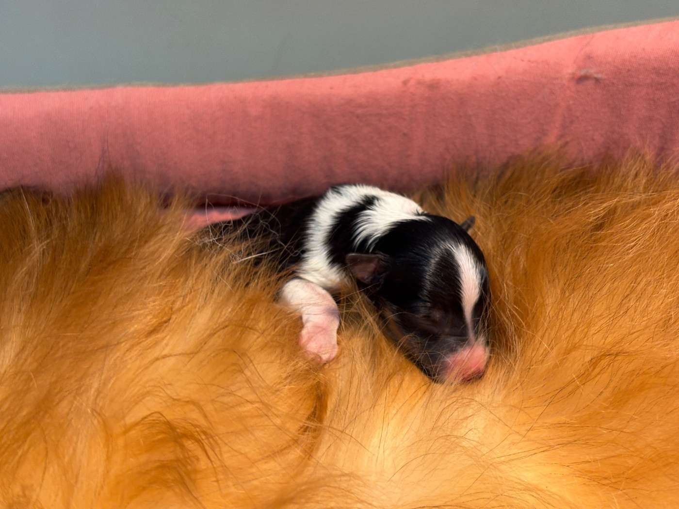 du Cèdre Enchanté - Chiots disponibles - Shetland Sheepdog