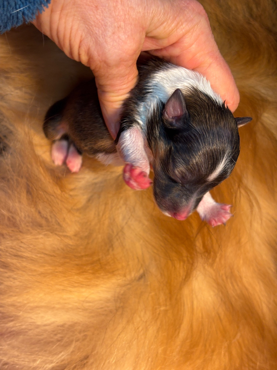 du Cèdre Enchanté - Chiots disponibles - Shetland Sheepdog