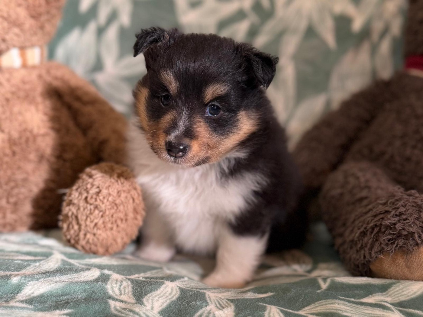 du Cèdre Enchanté - Chiots disponibles - Shetland Sheepdog