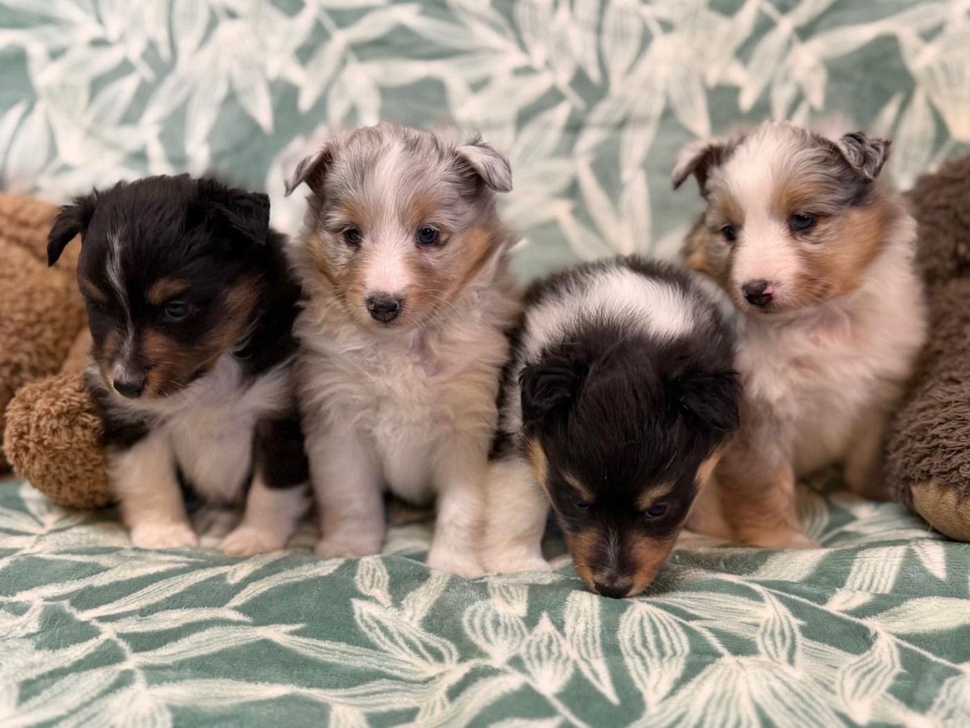 du Cèdre Enchanté - Shetland Sheepdog - Portée née le 18/12/2025