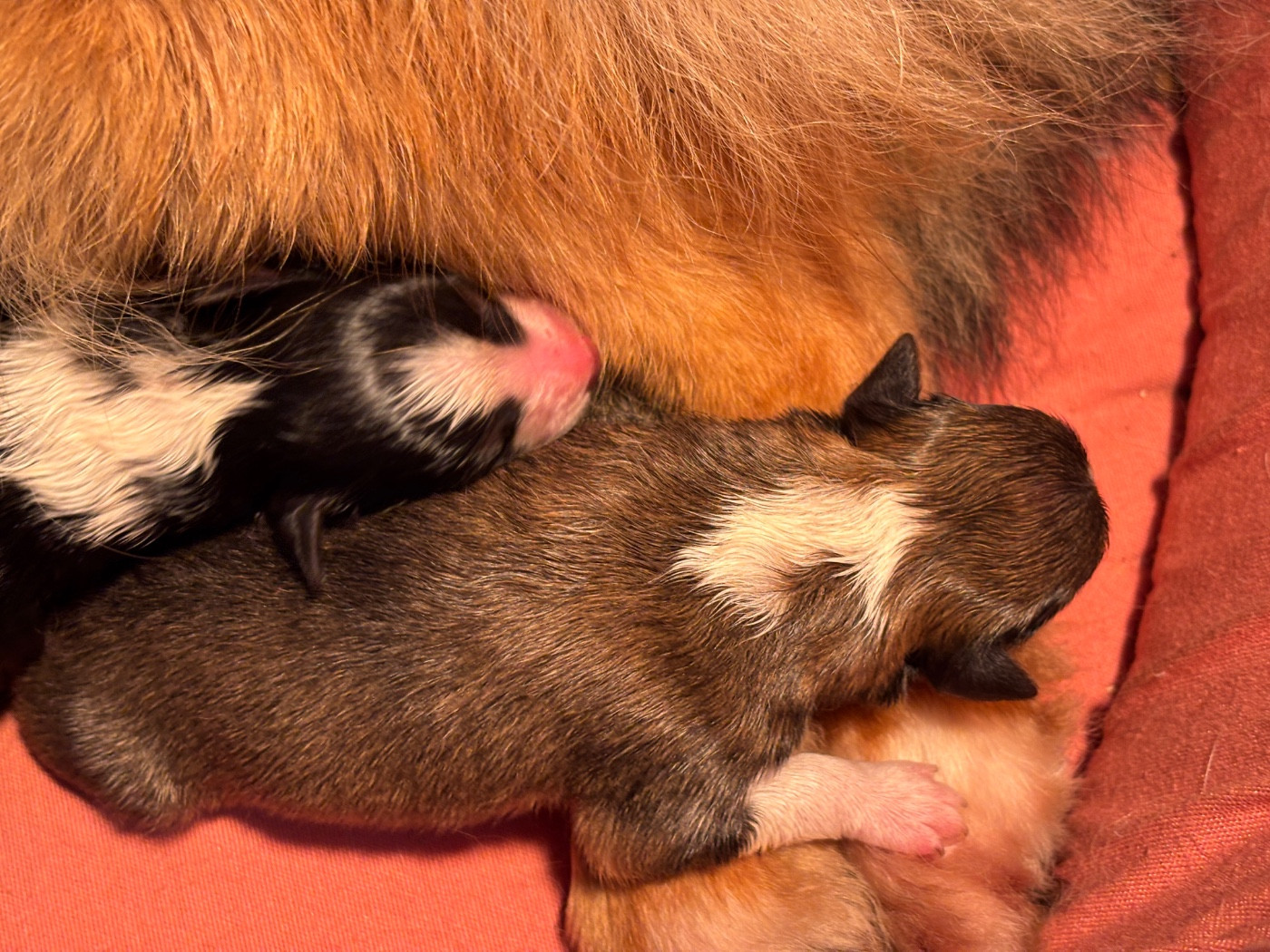 du Cèdre Enchanté - Chiots disponibles - Shetland Sheepdog