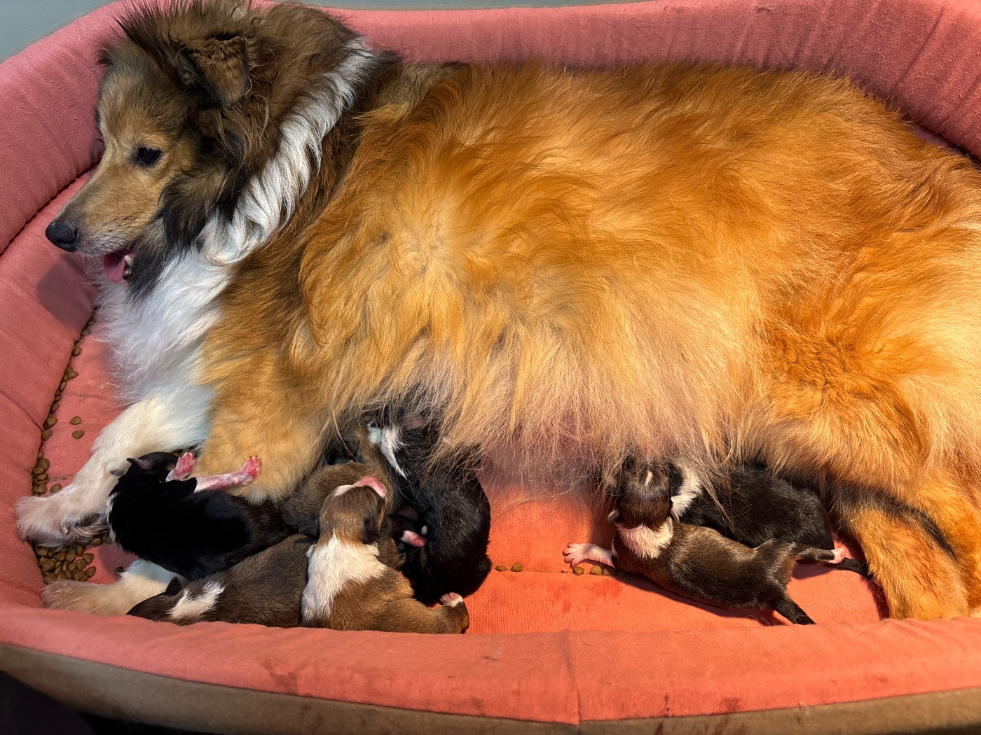 du Cèdre Enchanté - Chiots disponibles - Shetland Sheepdog