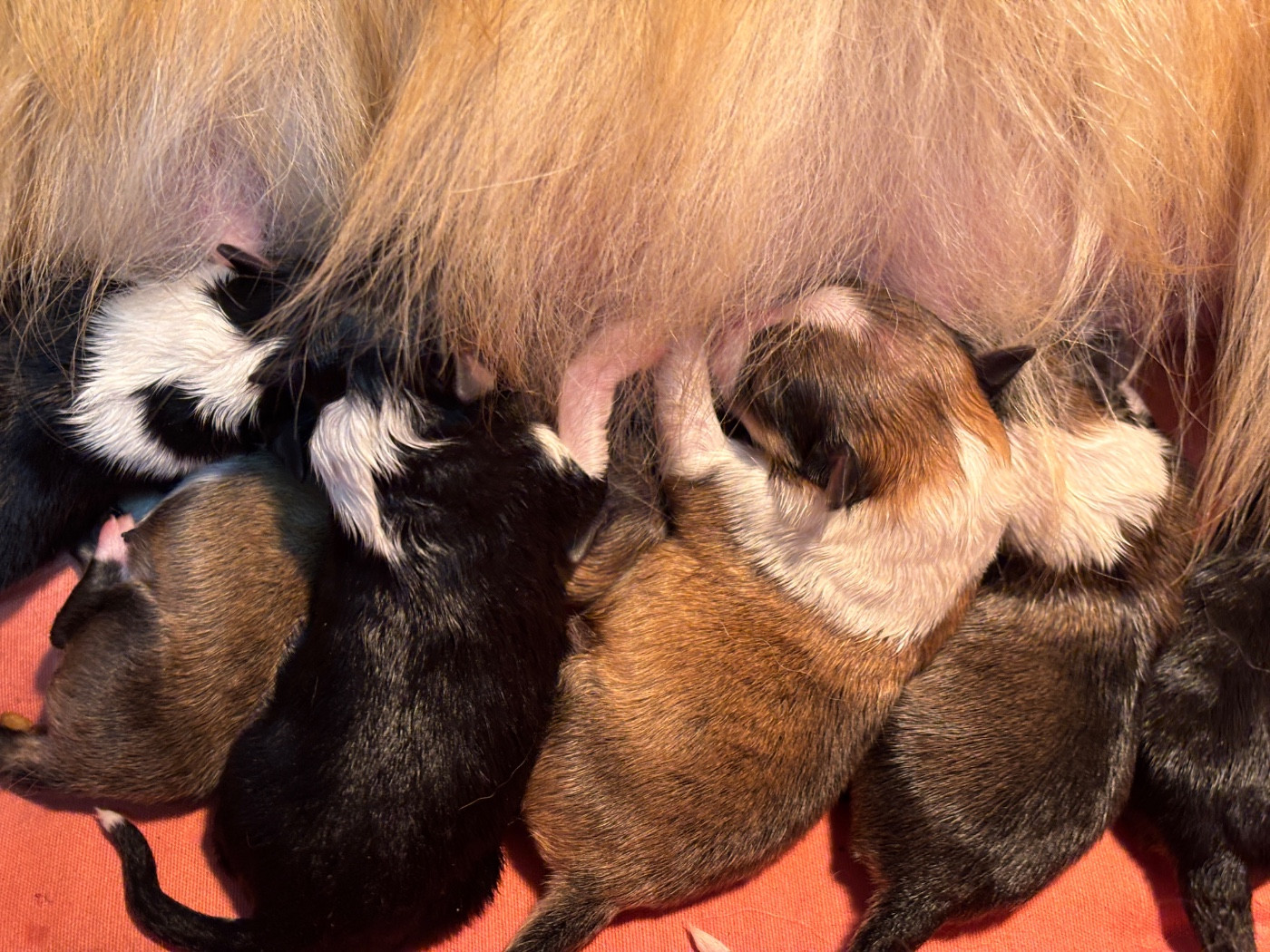 du Cèdre Enchanté - Chiots disponibles - Shetland Sheepdog