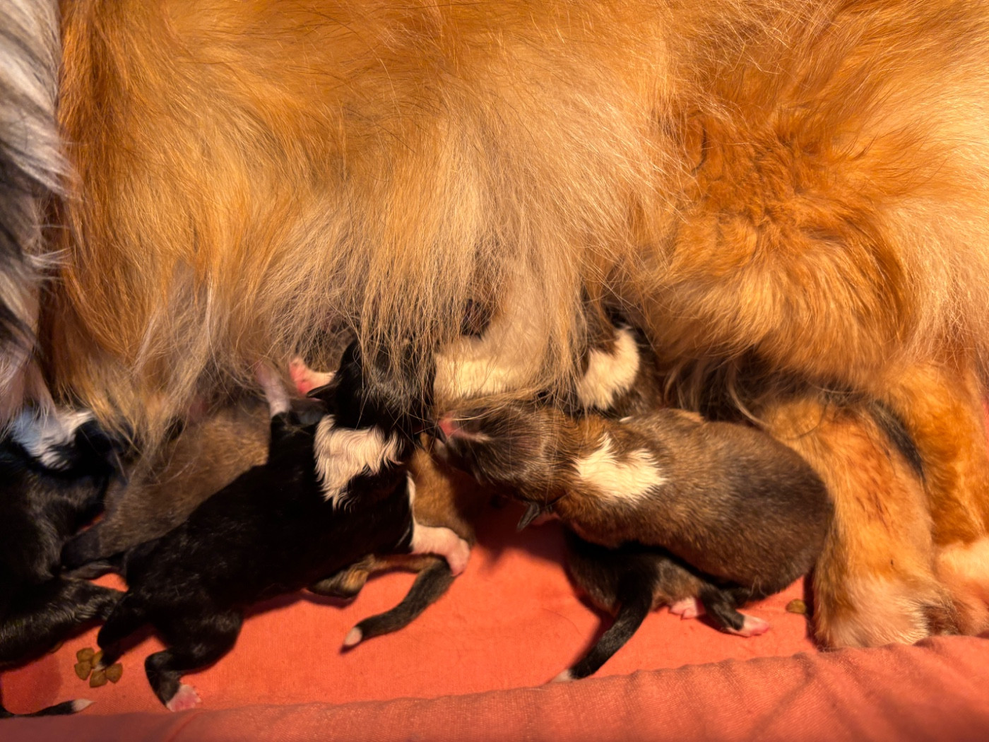 du Cèdre Enchanté - Chiots disponibles - Shetland Sheepdog