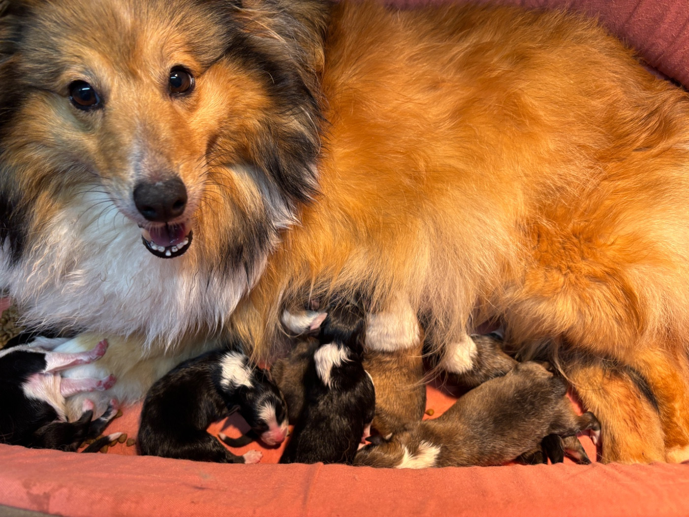 du Cèdre Enchanté - Shetland Sheepdog - Portée née le 21/01/2026