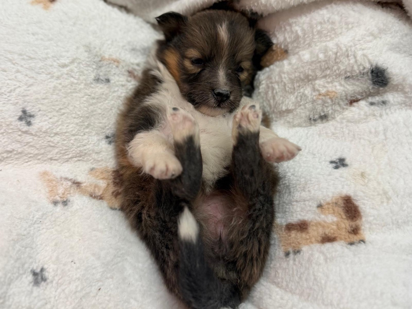 du Cèdre Enchanté - Chiots disponibles - Shetland Sheepdog