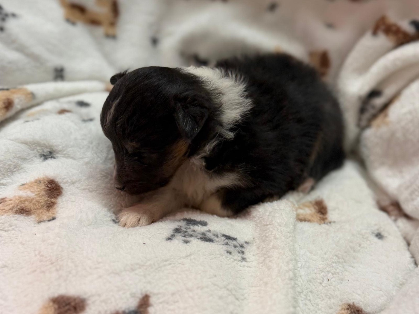 du Cèdre Enchanté - Chiots disponibles - Shetland Sheepdog