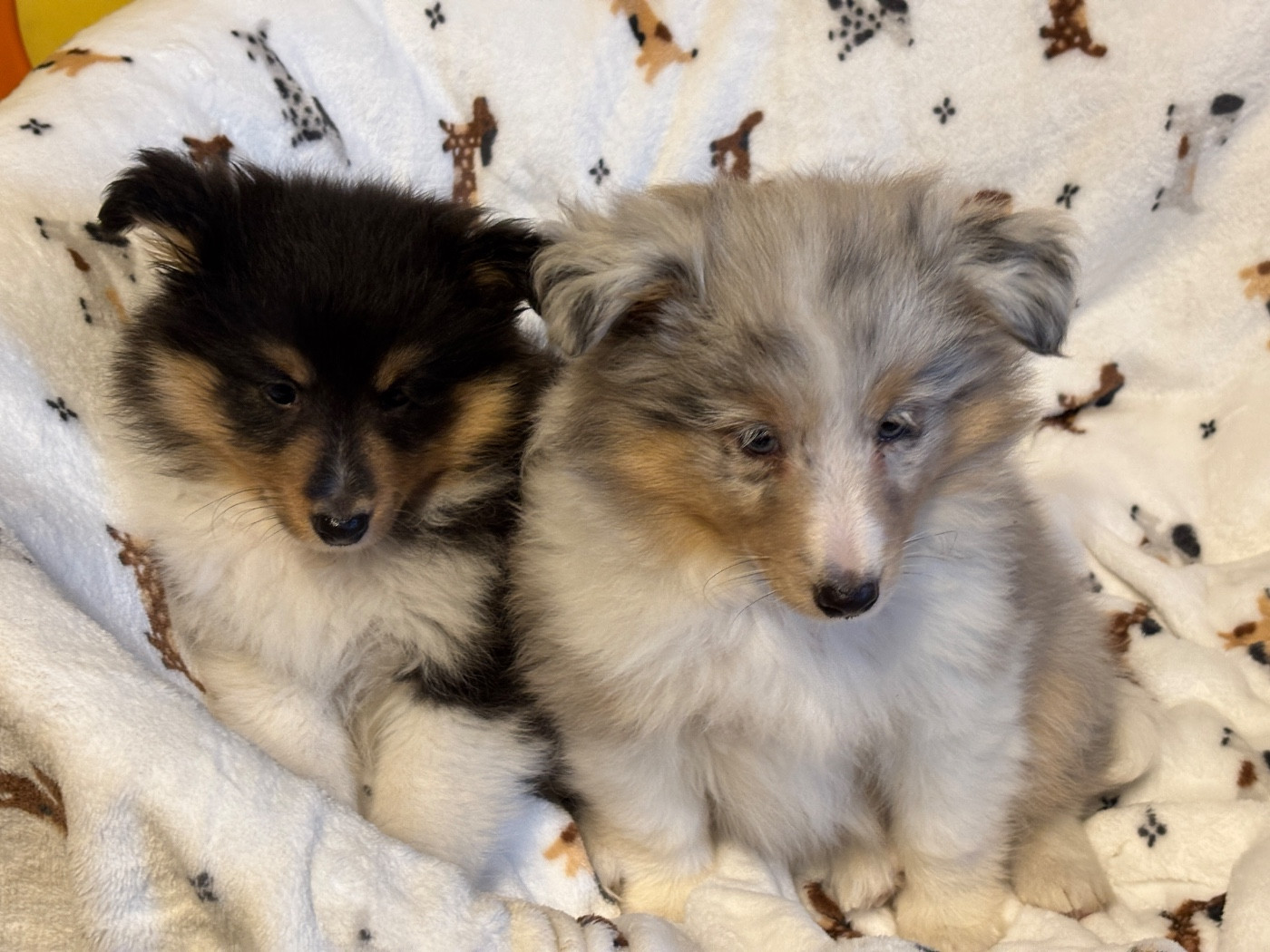 Chiot Shetland Sheepdog du Cèdre Enchanté
