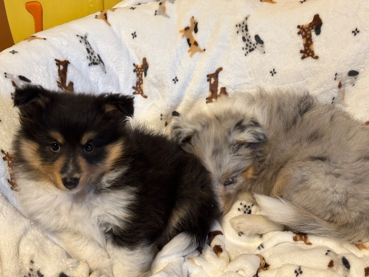 du Cèdre Enchanté - Chiots disponibles - Shetland Sheepdog