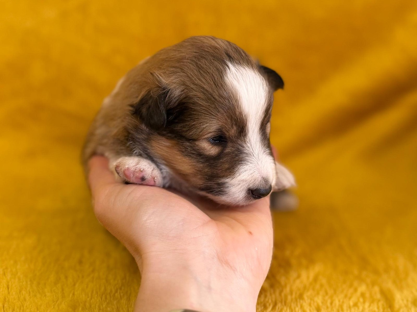 du Cèdre Enchanté - Chiots disponibles - Shetland Sheepdog