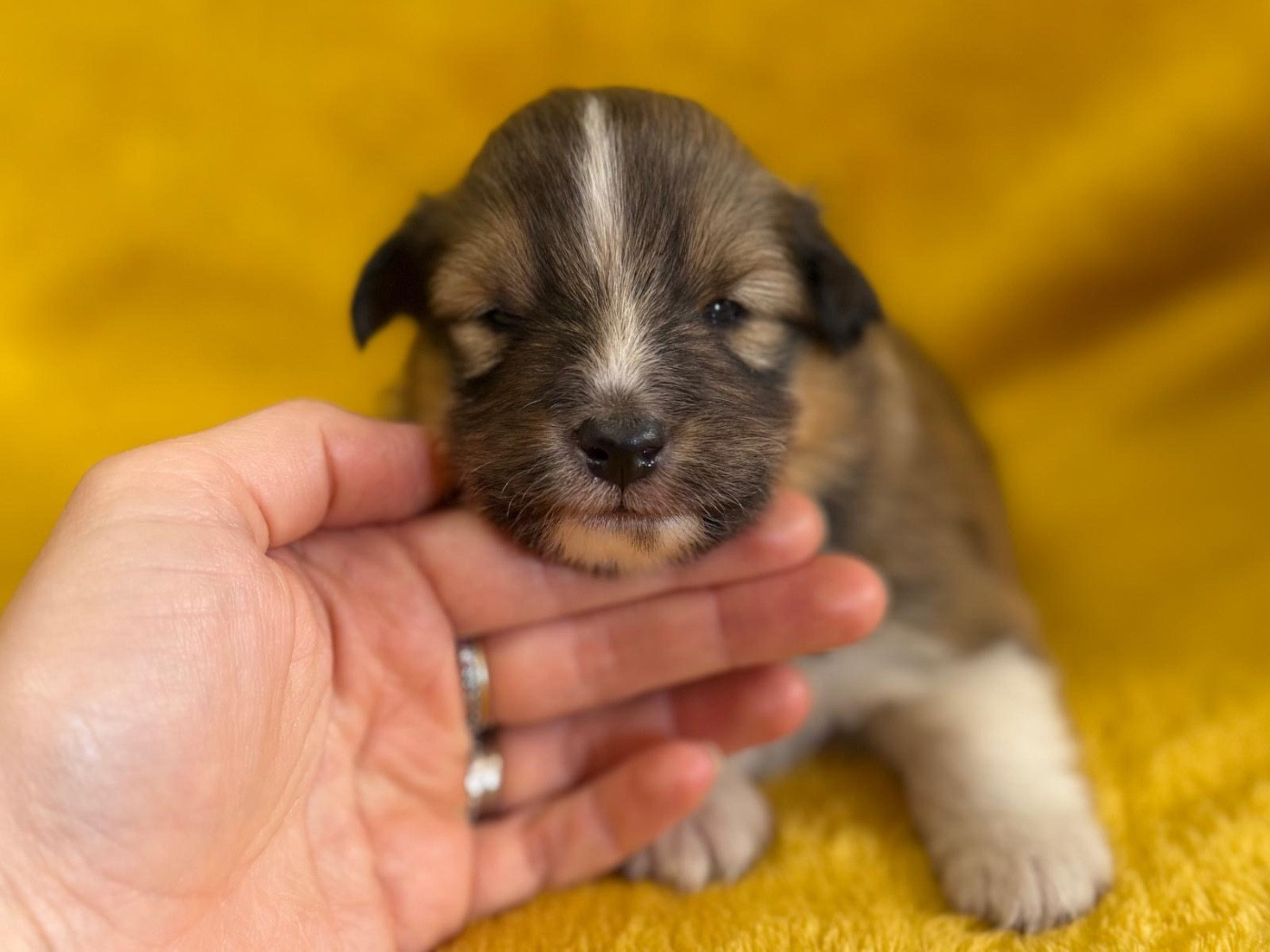 du Cèdre Enchanté - Chiots disponibles - Shetland Sheepdog