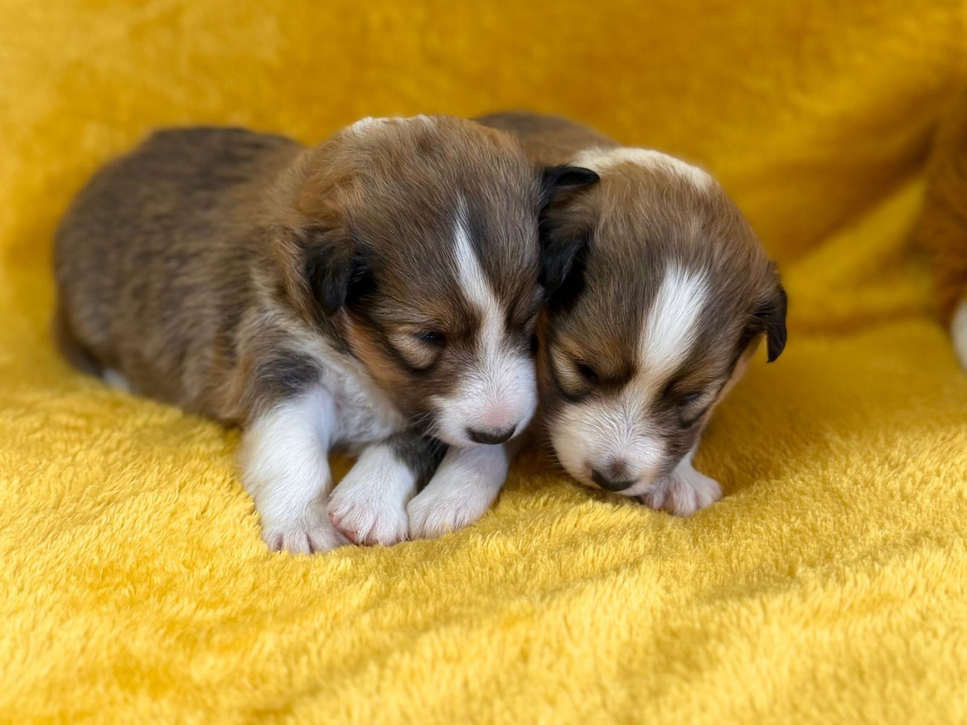 du Cèdre Enchanté - Chiots disponibles - Shetland Sheepdog