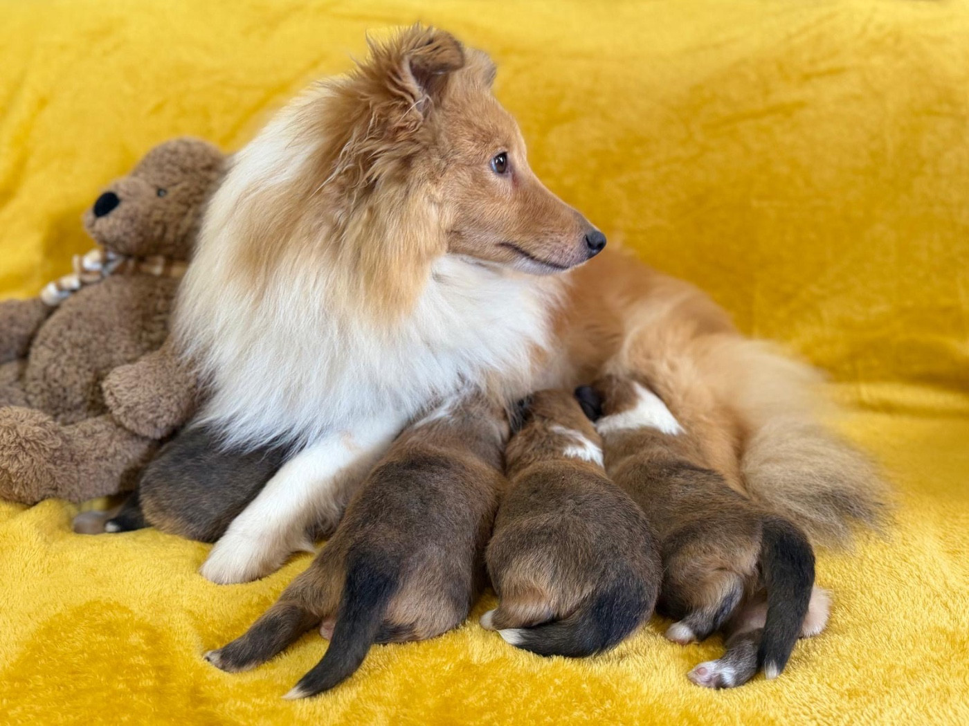 Chiot Shetland Sheepdog du Cèdre Enchanté