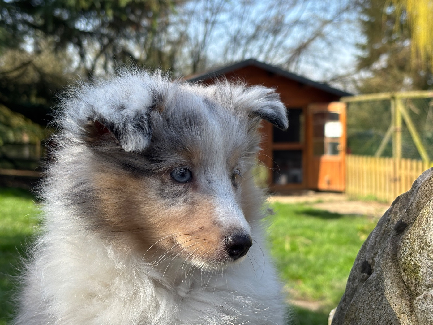 du Cèdre Enchanté - Shetland Sheepdog - Portée née le 18/12/2025