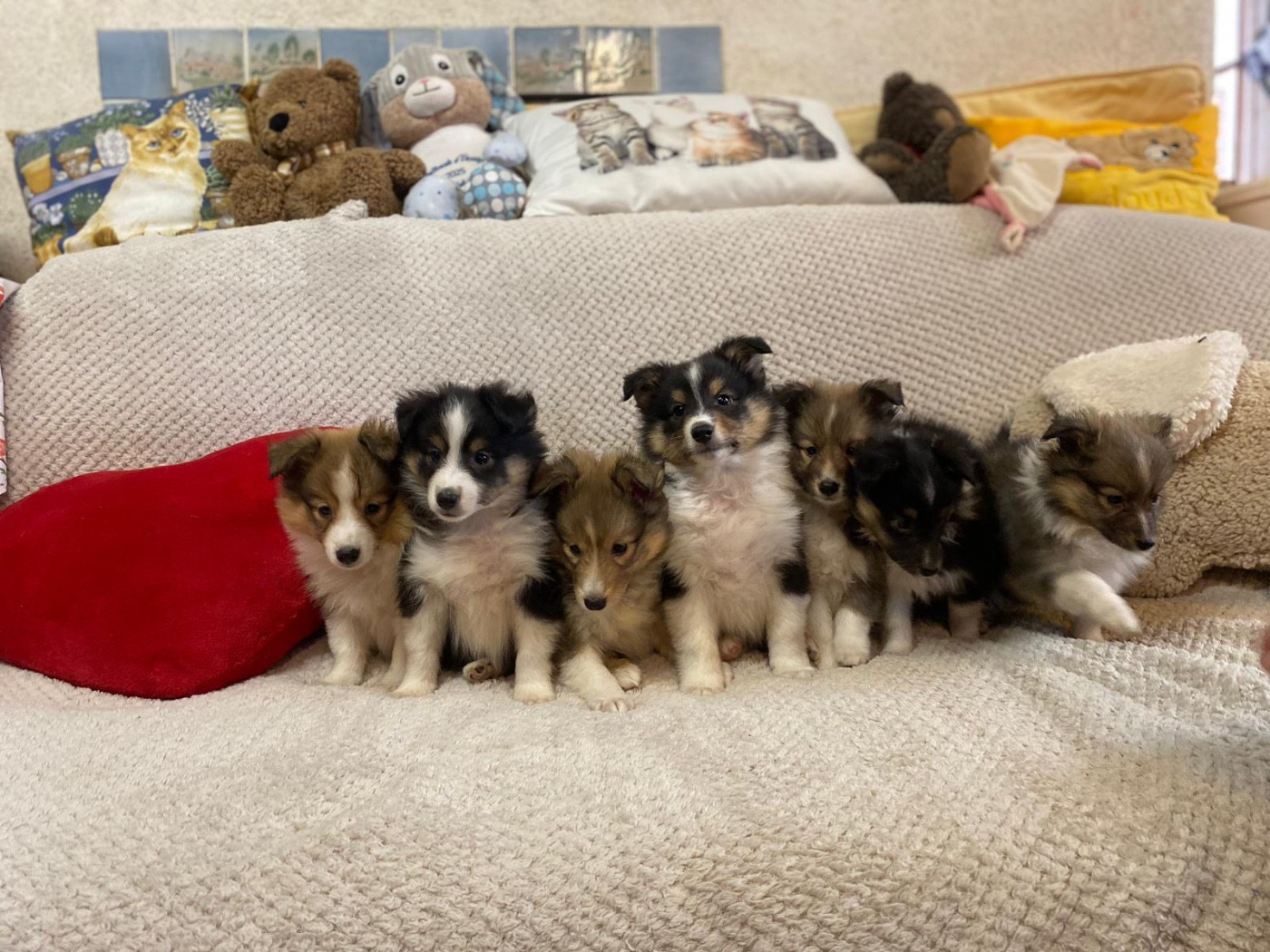 du Cèdre Enchanté - Shetland Sheepdog - Portée née le 21/01/2026