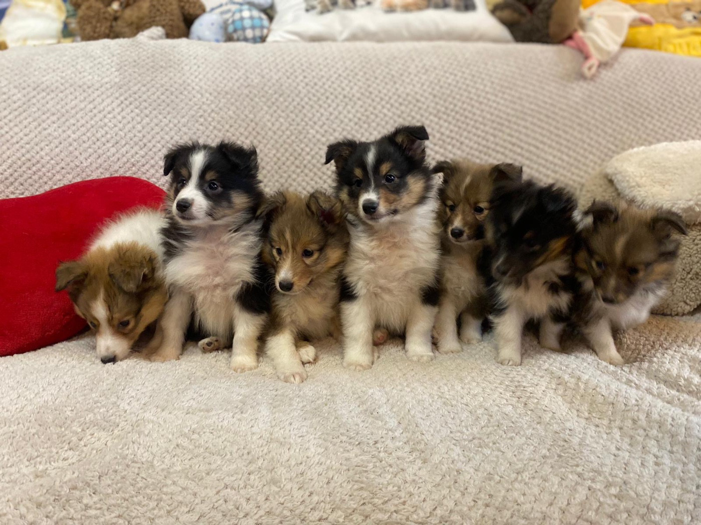 du Cèdre Enchanté - Chiots disponibles - Shetland Sheepdog