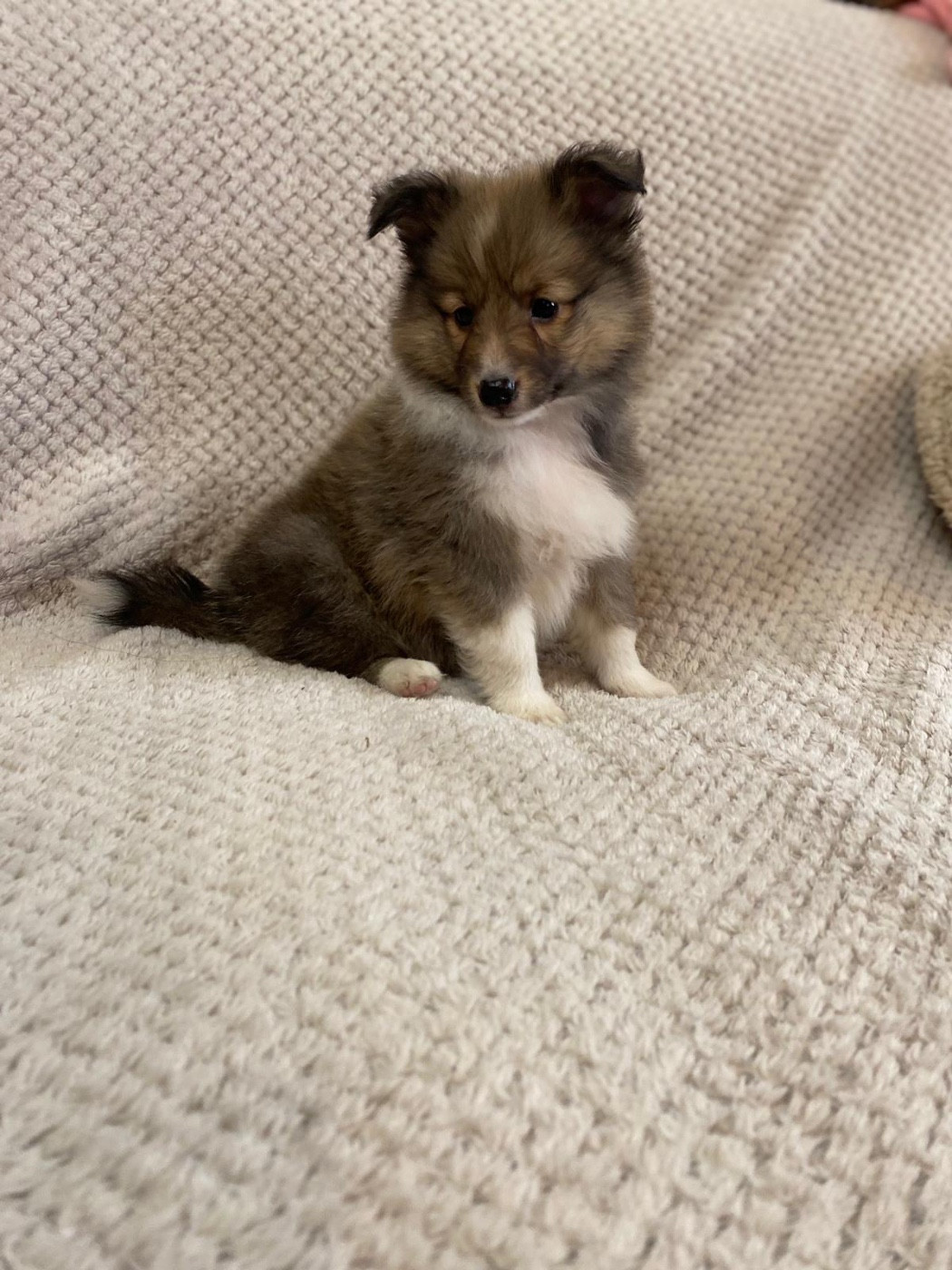 du Cèdre Enchanté - Chiots disponibles - Shetland Sheepdog