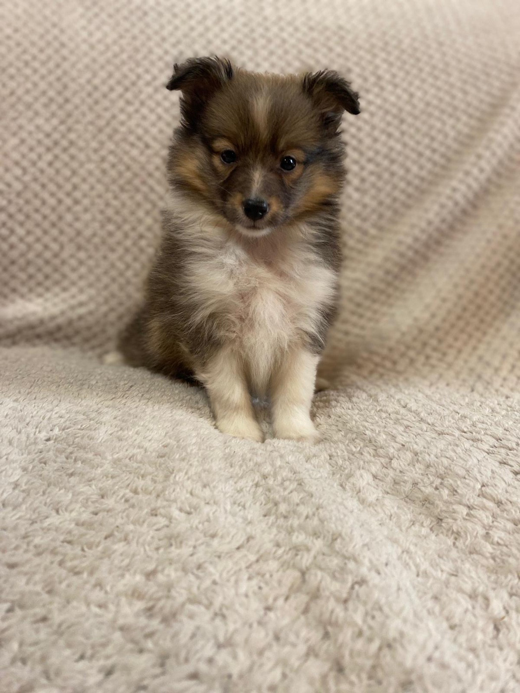 du Cèdre Enchanté - Chiots disponibles - Shetland Sheepdog