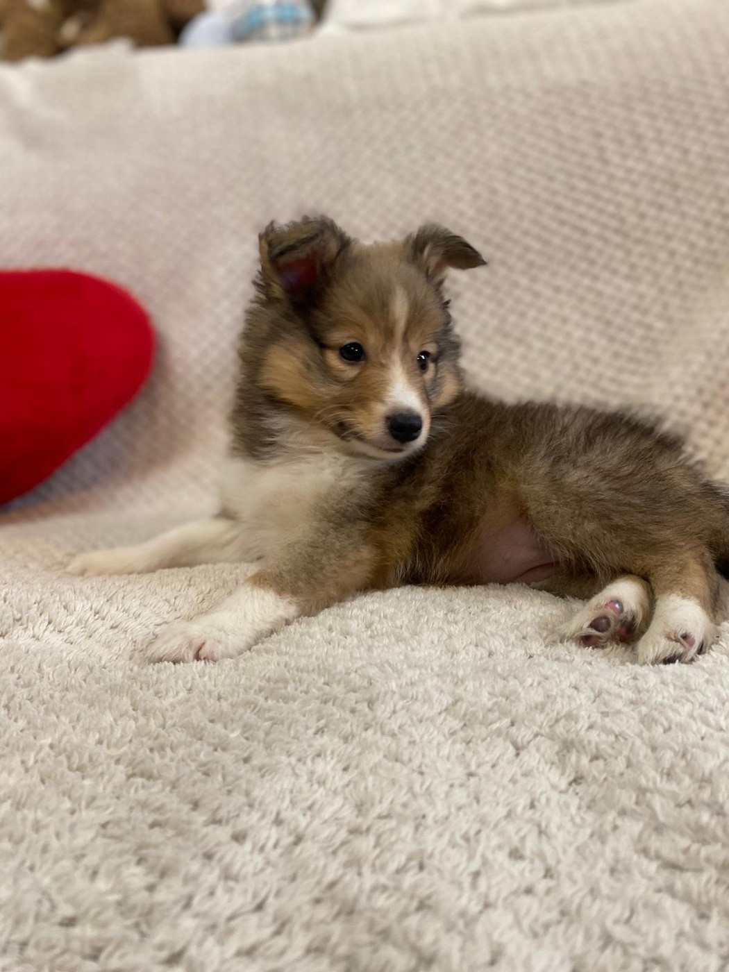 du Cèdre Enchanté - Chiots disponibles - Shetland Sheepdog