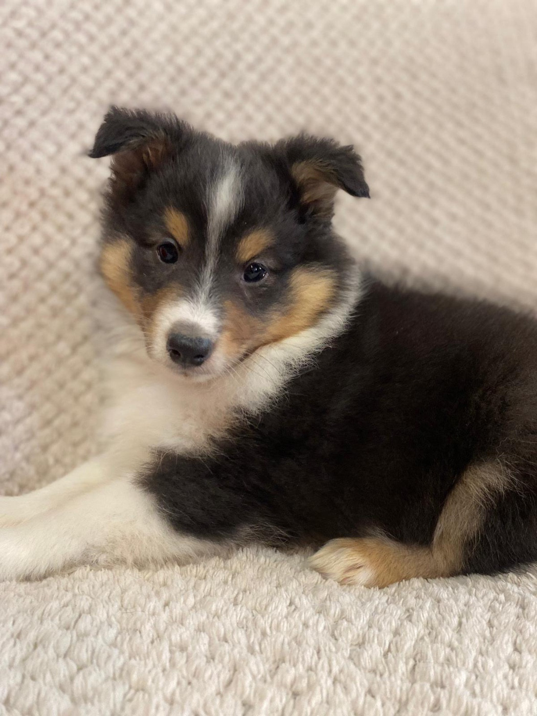 du Cèdre Enchanté - Chiots disponibles - Shetland Sheepdog