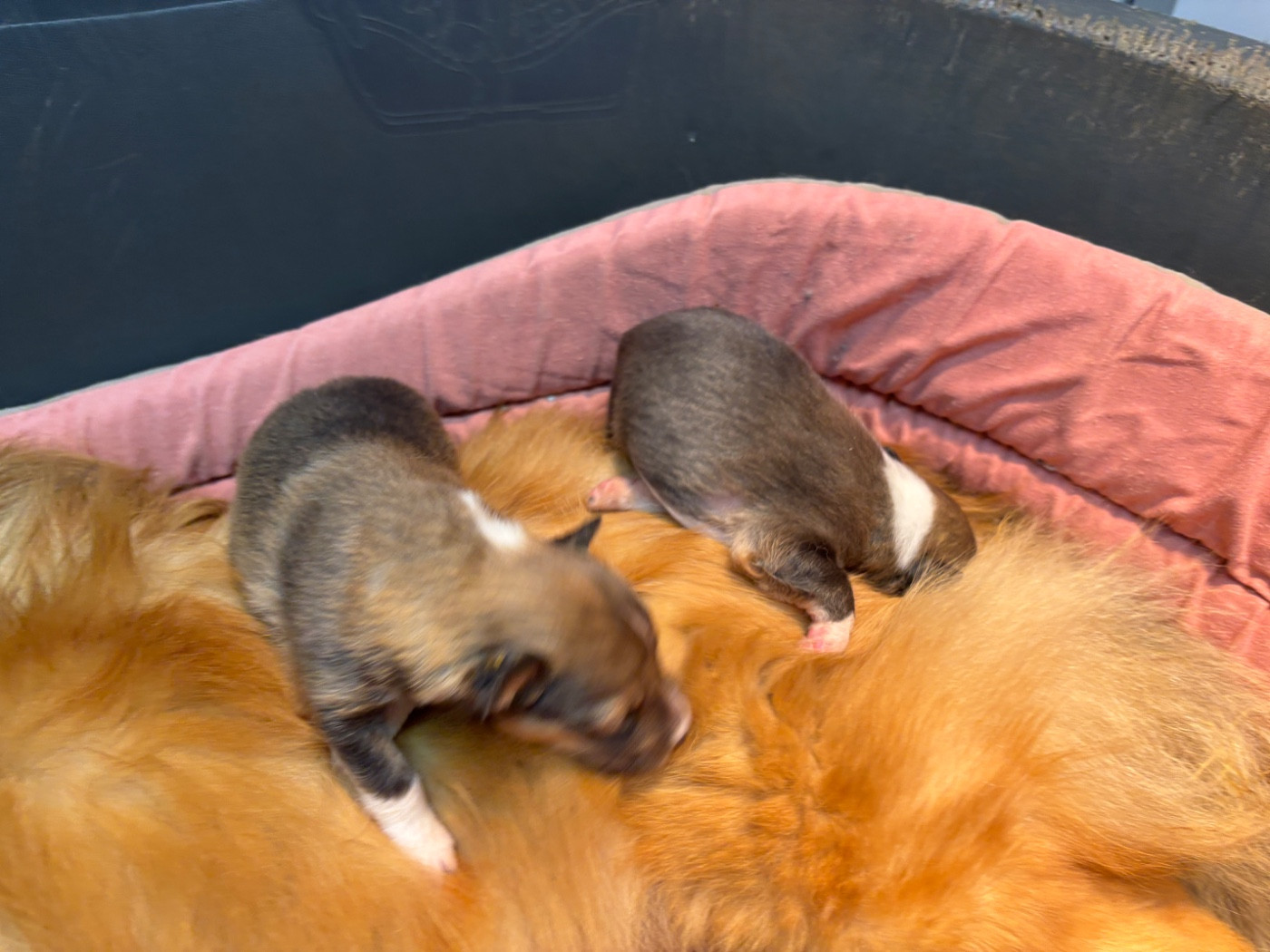 du Cèdre Enchanté - Chiots disponibles - Shetland Sheepdog