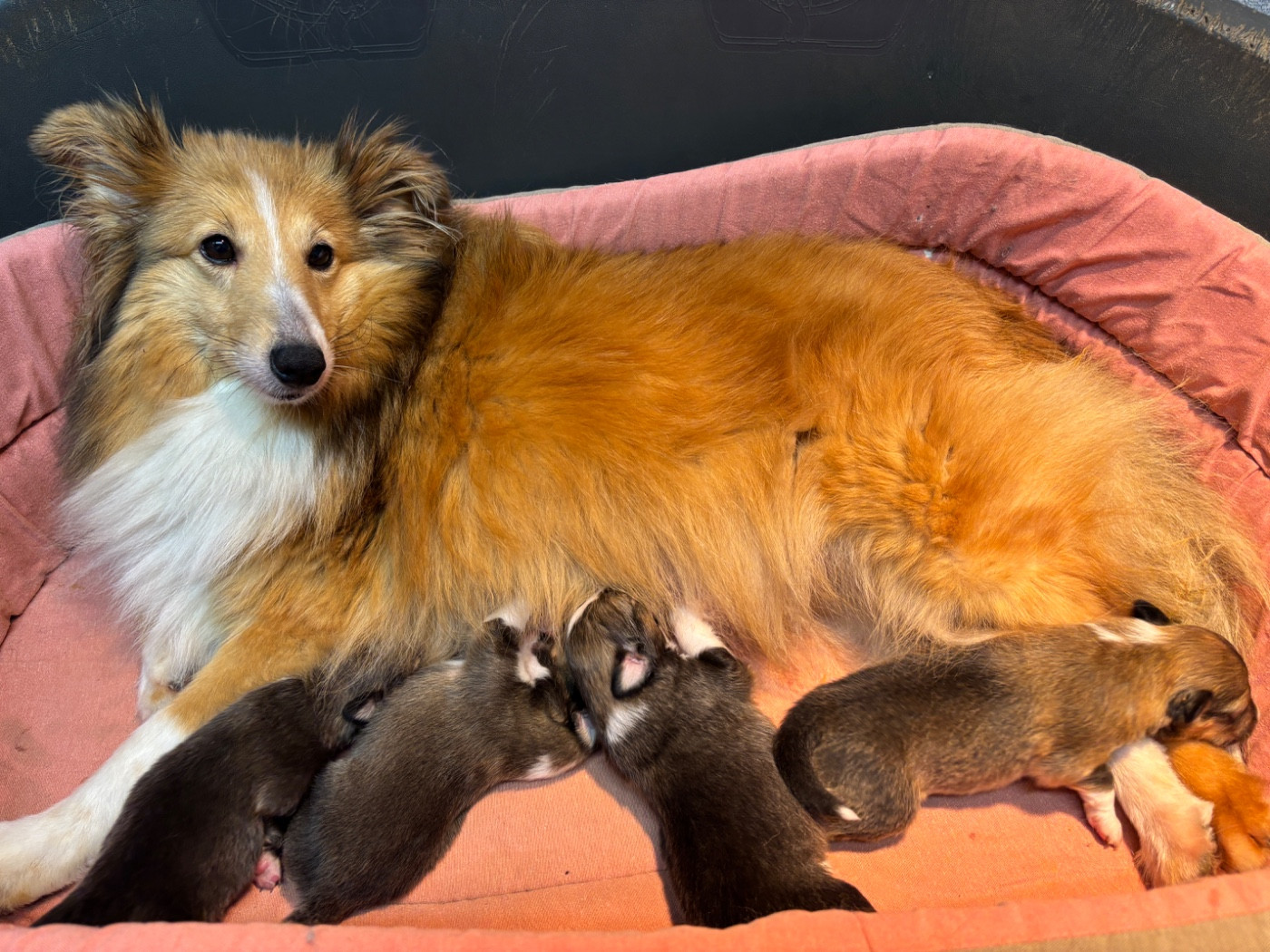 Chiot Shetland Sheepdog du Cèdre Enchanté