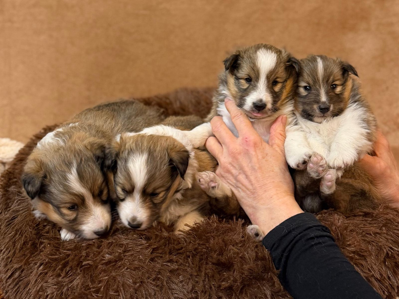 du Cèdre Enchanté - Chiots disponibles - Shetland Sheepdog