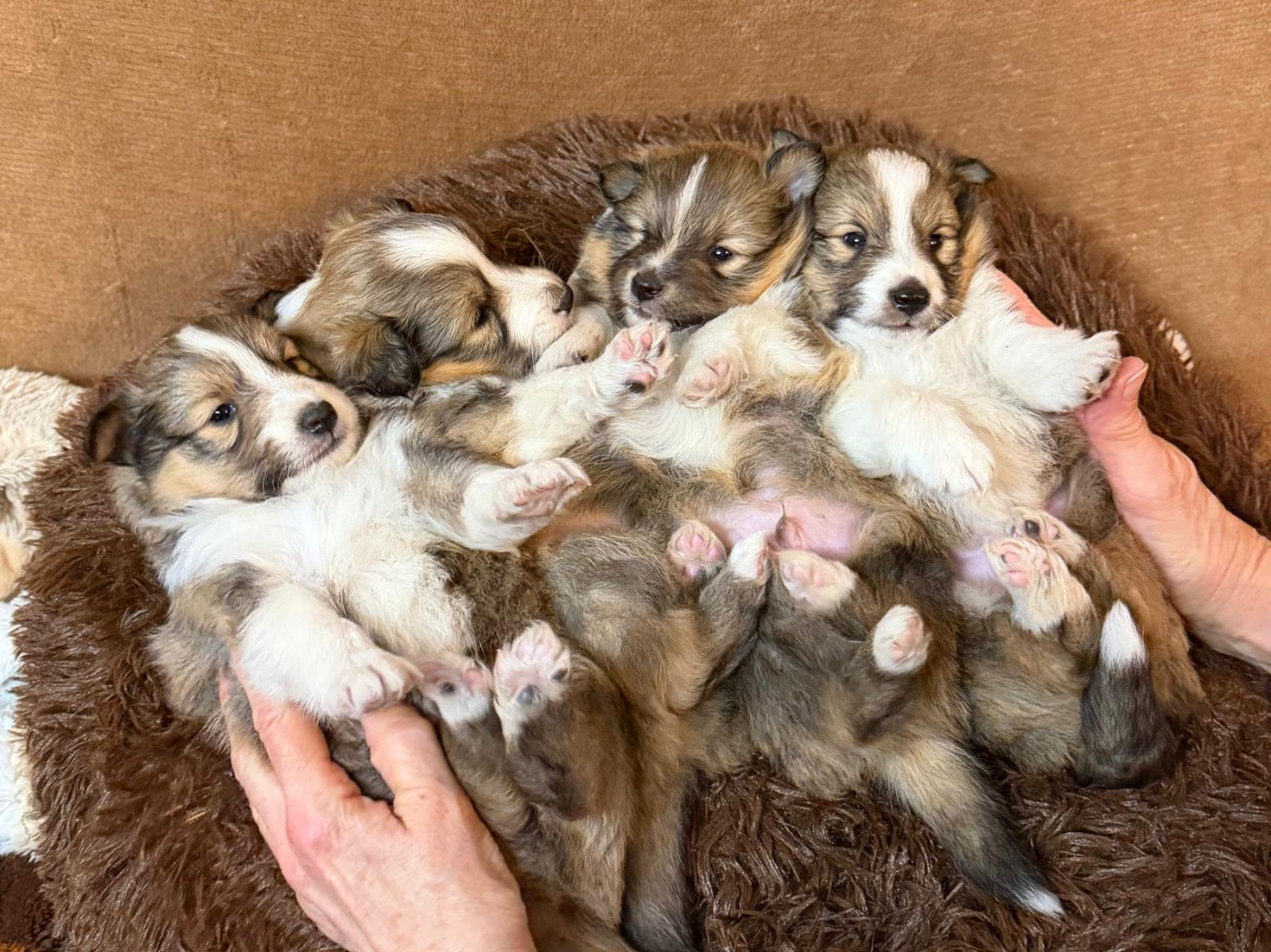 du Cèdre Enchanté - Chiots disponibles - Shetland Sheepdog