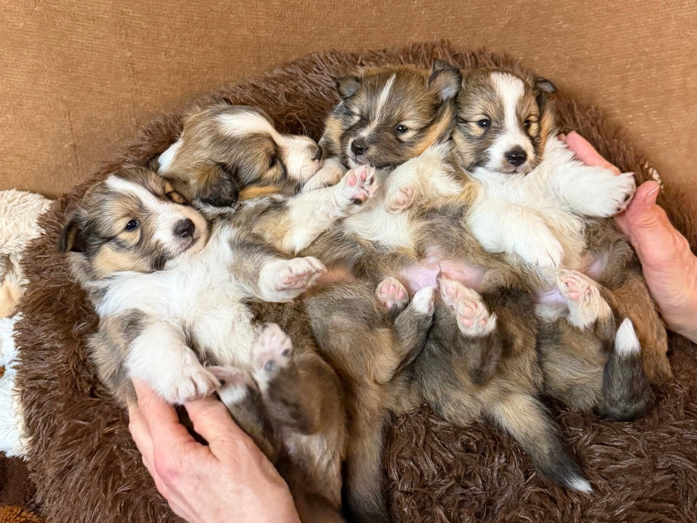 du Cèdre Enchanté - Shetland Sheepdog - Portée née le 08/02/2026