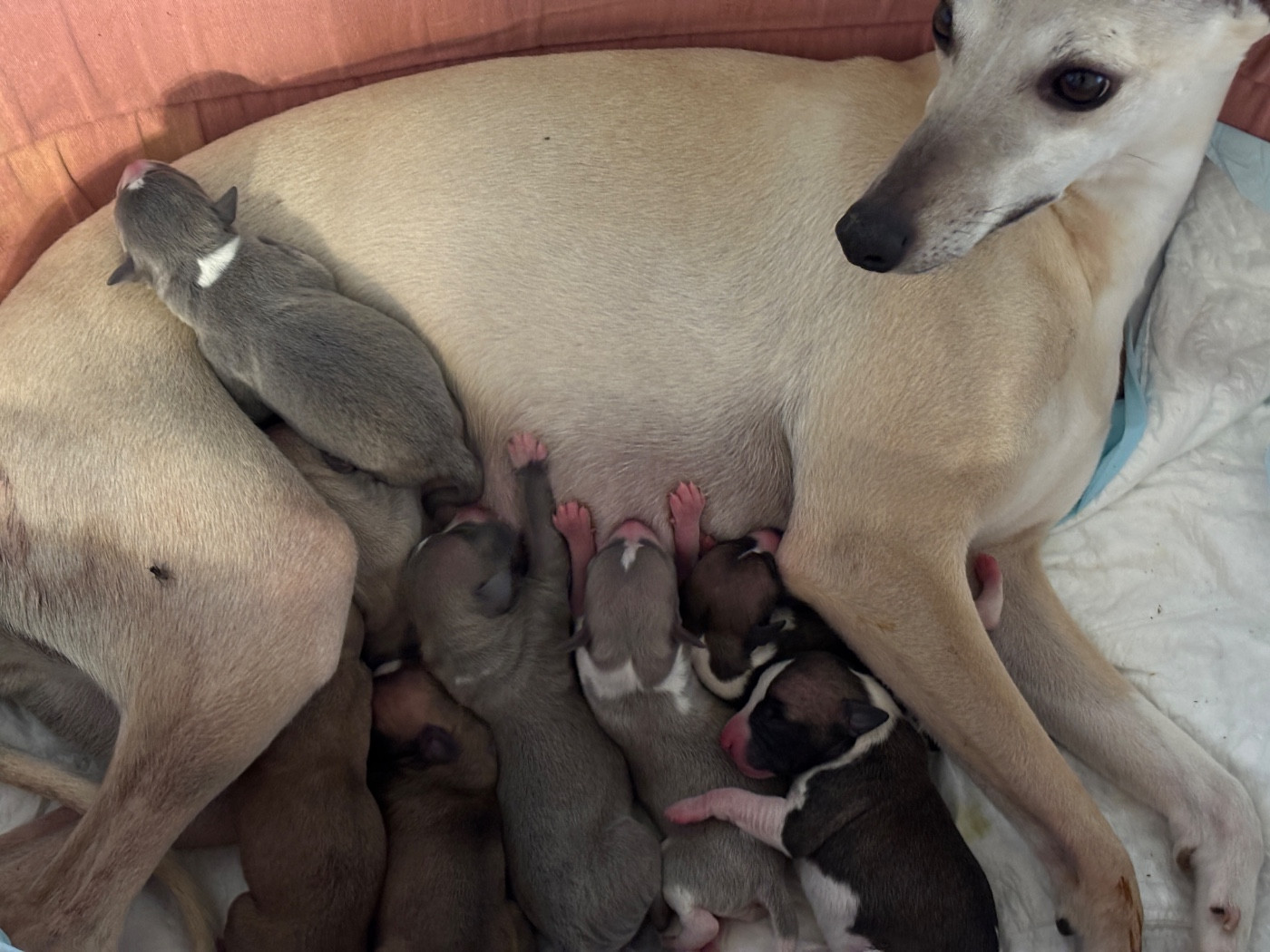 Chiot Whippet du Cèdre Enchanté