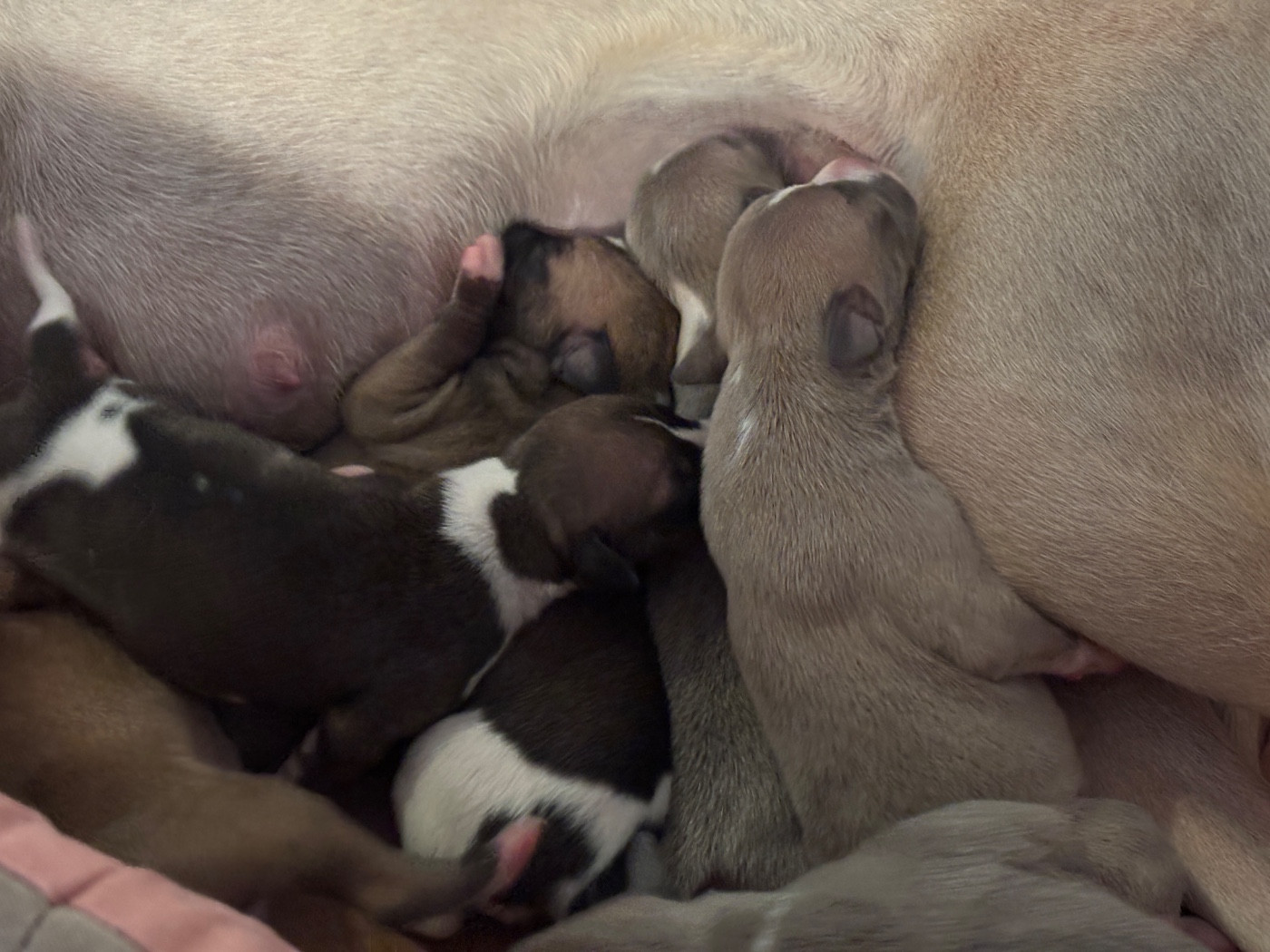 du Cèdre Enchanté - Chiots disponibles - Whippet