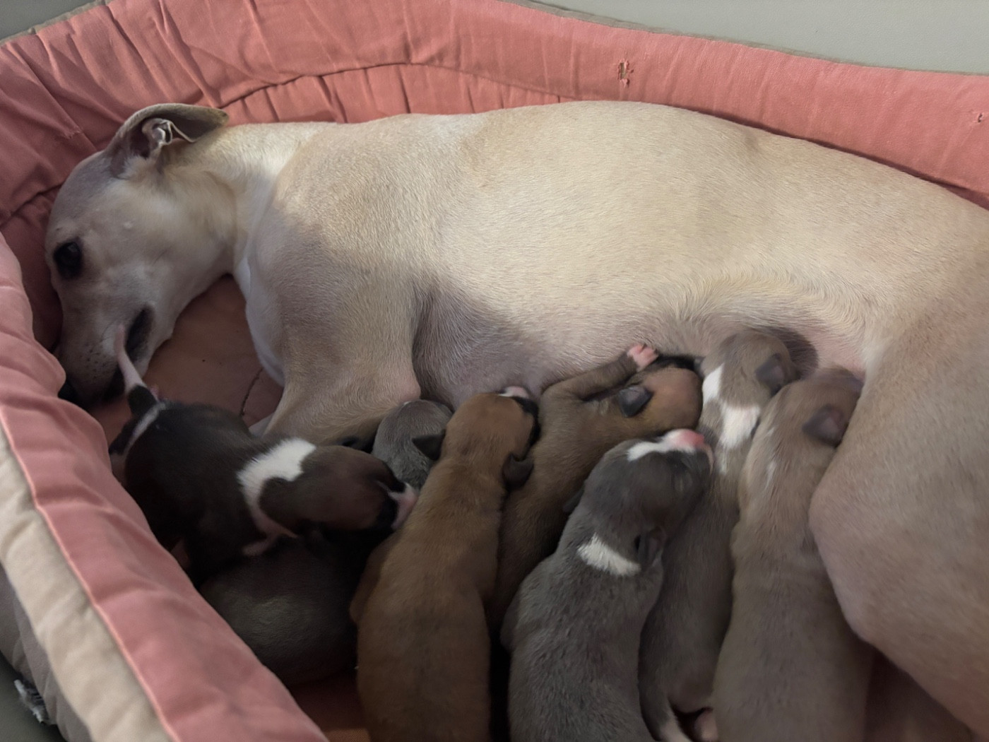 du Cèdre Enchanté - Chiots disponibles - Whippet