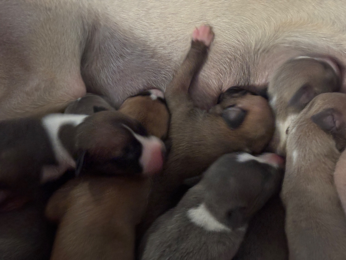 du Cèdre Enchanté - Chiots disponibles - Whippet