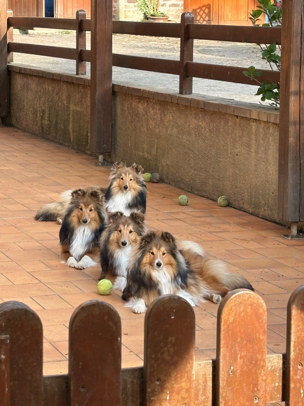 du Cèdre Enchanté - Shetland Sheepdog - Portée née le 20/06/2025