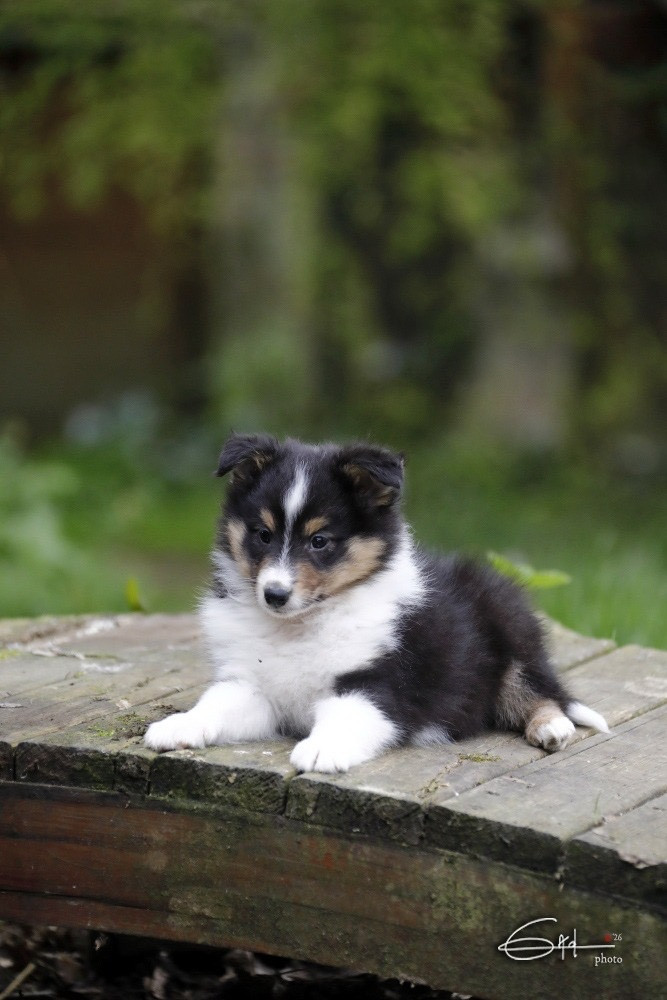 du Cèdre Enchanté - Chiots disponibles - Shetland Sheepdog